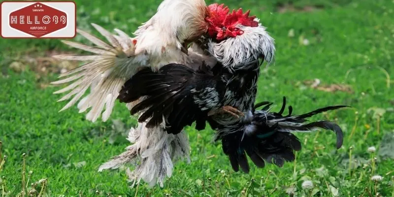 Đá gà cựa sắt Hello88 là gì?