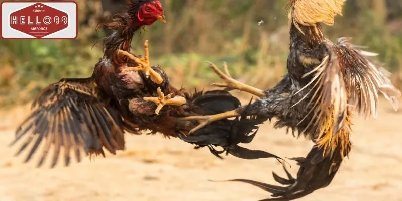 Đá Gà Cựa Sắt Hello88 - Chơi Ngay, Thưởng Lớn 2026 